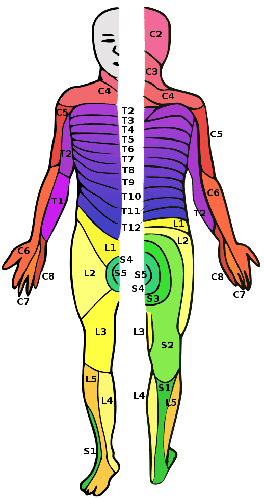 spinal cord control respective body parts