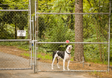 Beware of Dog sign on a fence and gate with a pit bull behind it