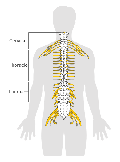parts of a spinal cord