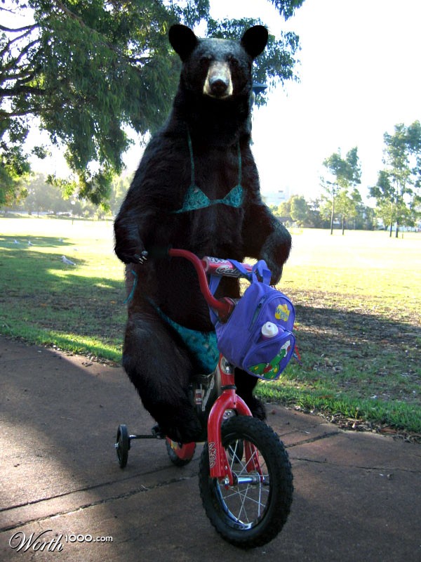 Bear riding a bike