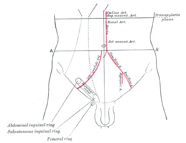 Inguinal Canal