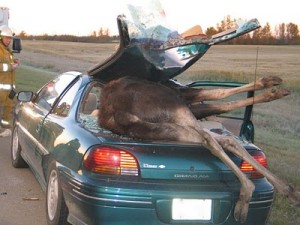 Moose in a car accident