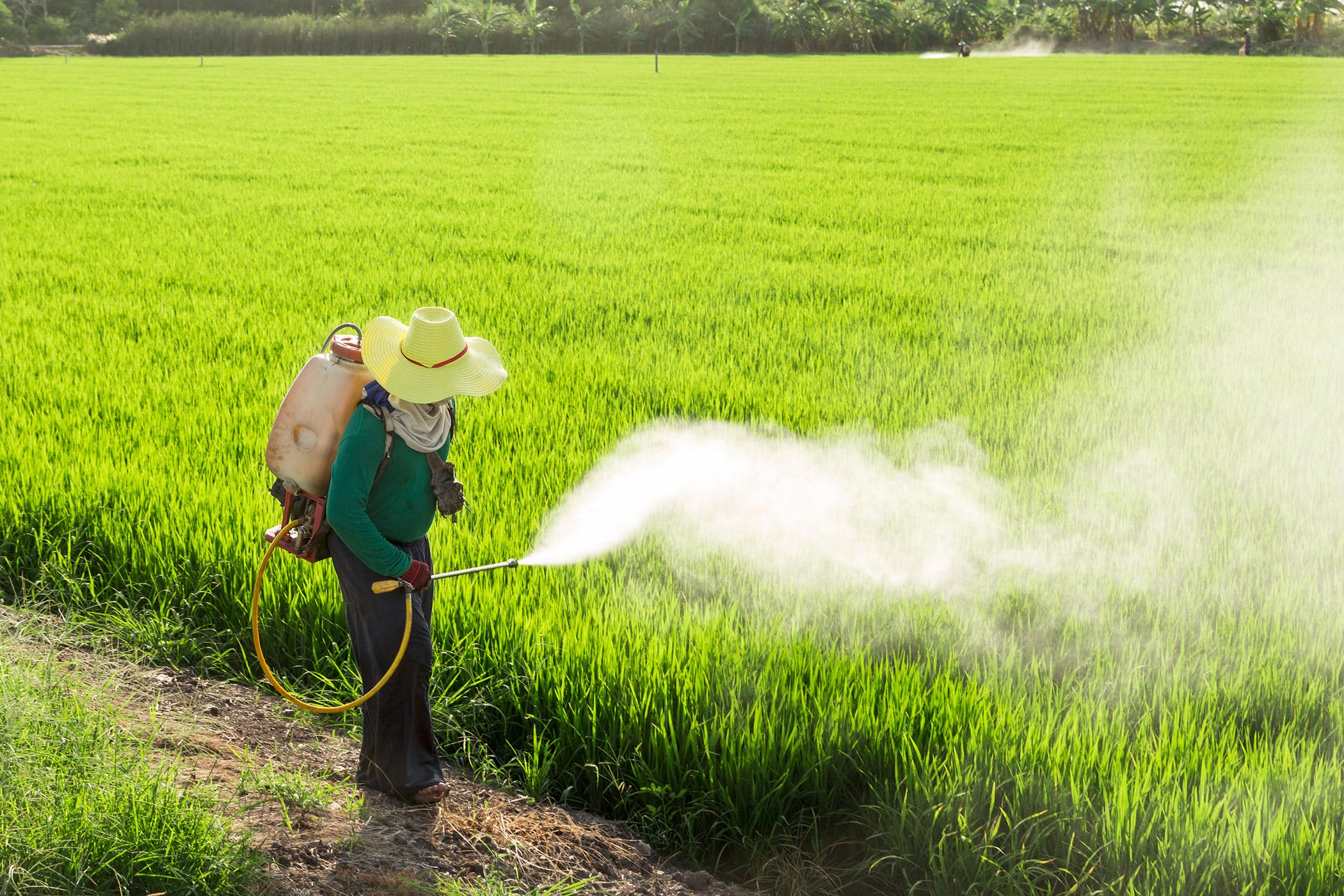 pesticides poisoning